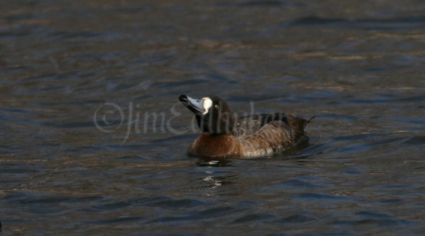 Greater Scaup drinking, wider black nail on bill tip, rounder head shape - Female