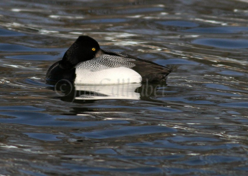 Lesser Scaup resting - Male