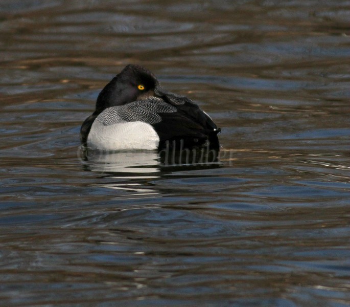 Lesser Scaup resting - Male