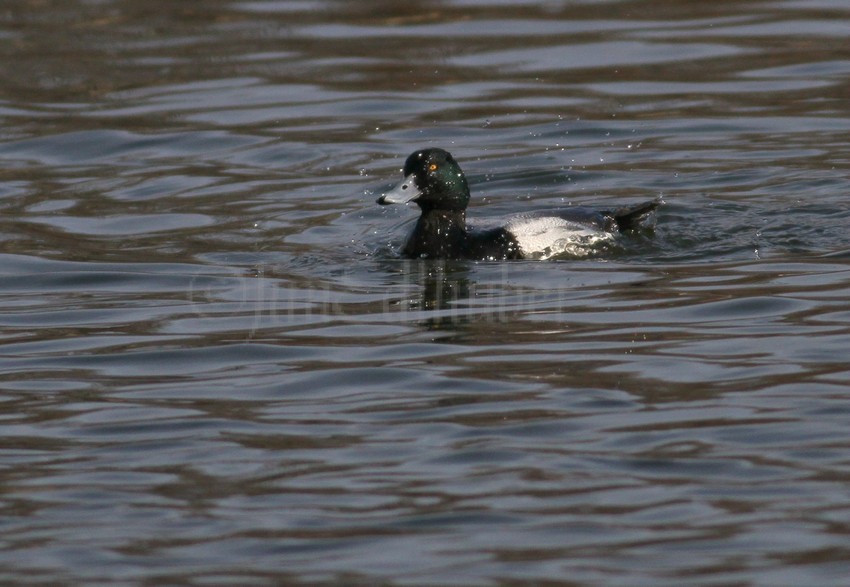 Lesser Scaup splashing - Male