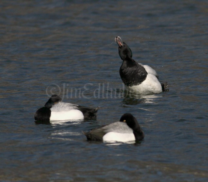 Lesser Scaup preening, note narrow black nail on bill tip - Male 