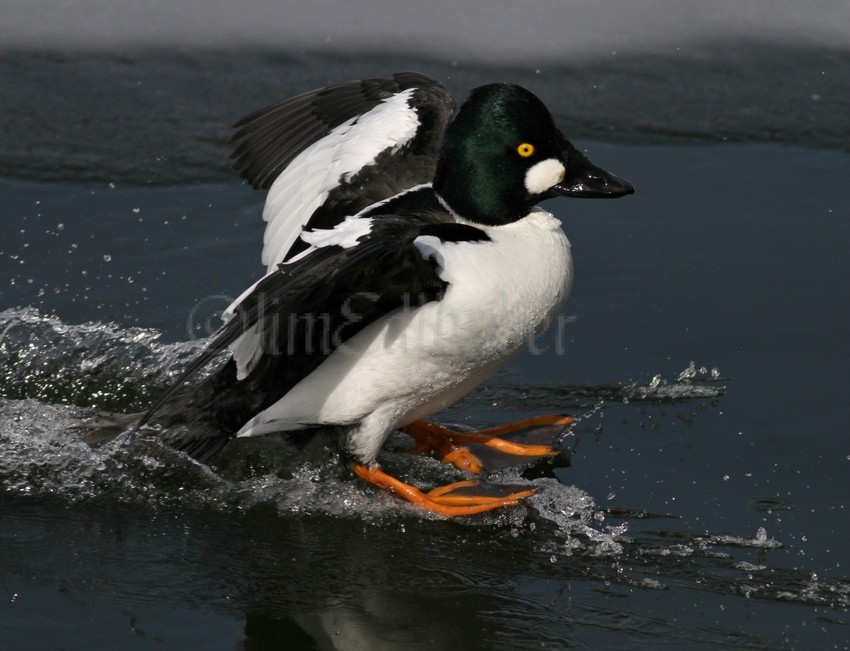 Common Goldeneye - Male