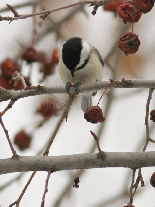 Black-capped Chickadee