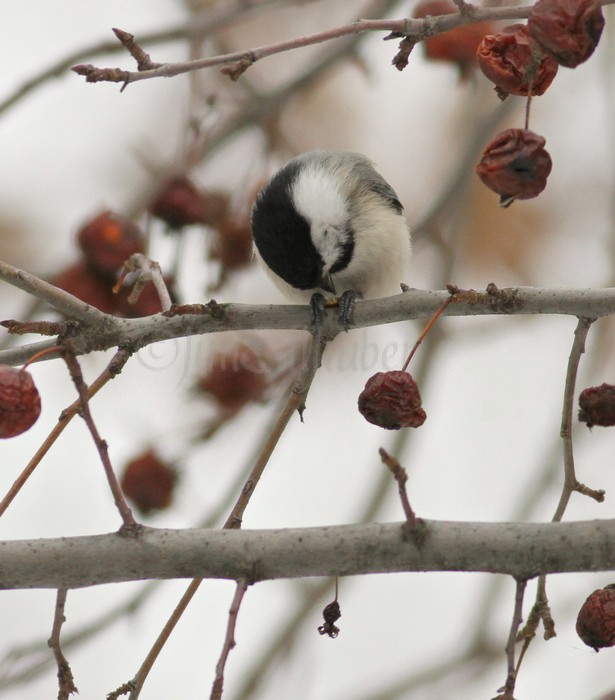 Black-capped Chickadee