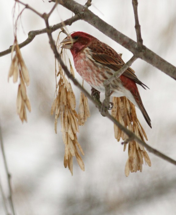 Purple Finch - Male