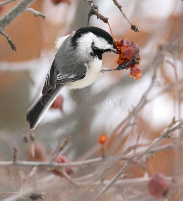 Black-capped Chickadee