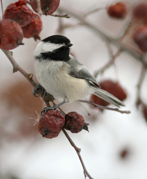 Black-capped Chickadee