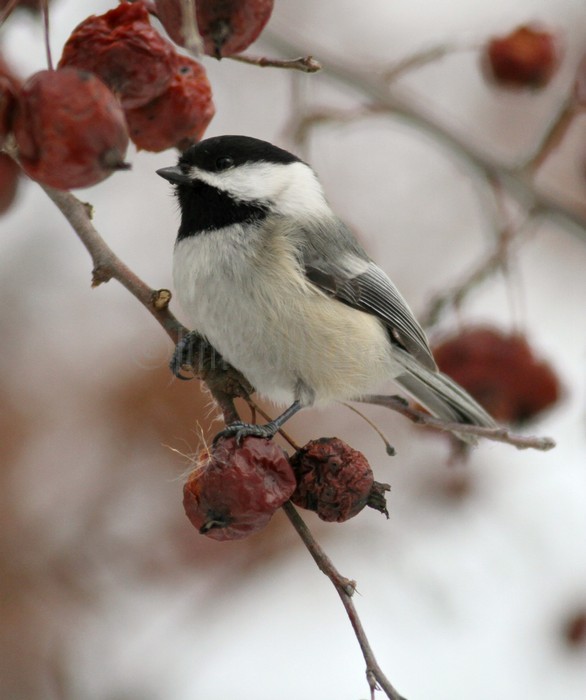 Black-capped Chickadee