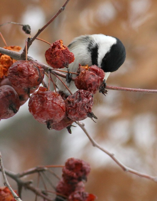 Black-capped Chickadee