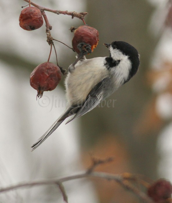 Black-capped Chickadee