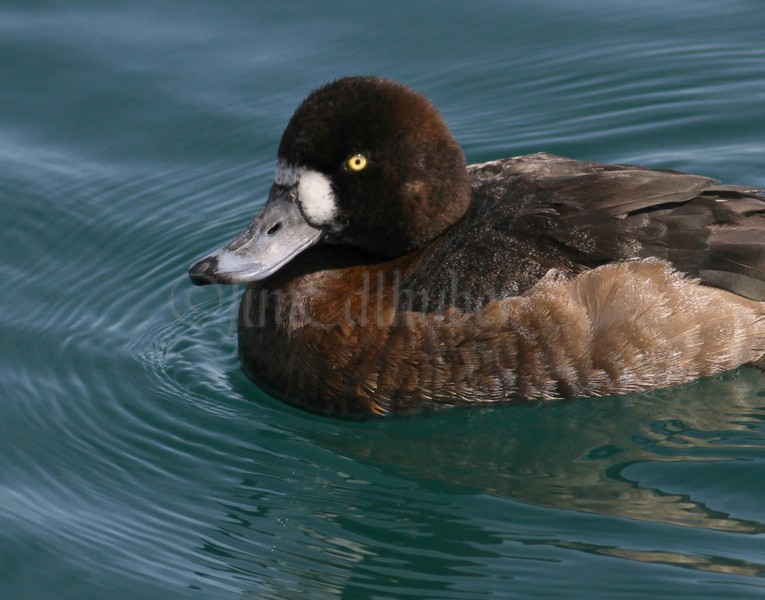 Greater Scaup - Female - Milwaukee River Mouth / Lake Michigan Lakefront