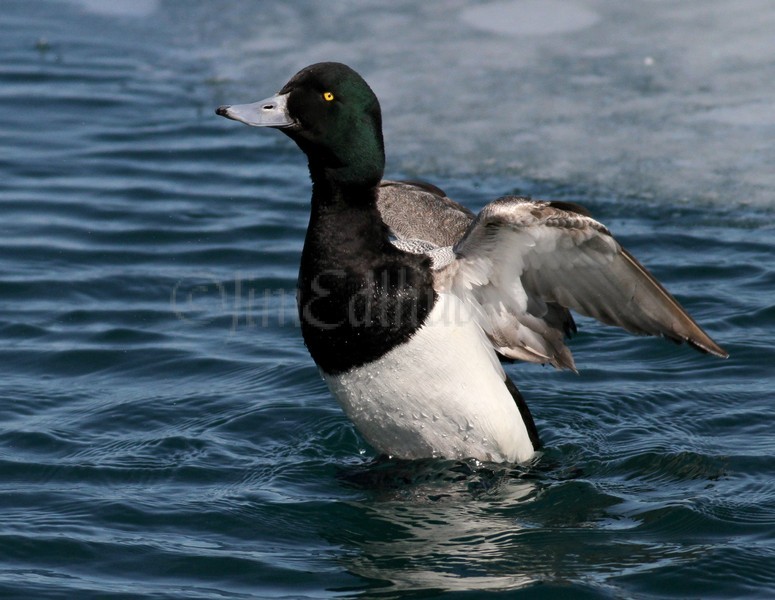 Lesser Scaup stretching - Male