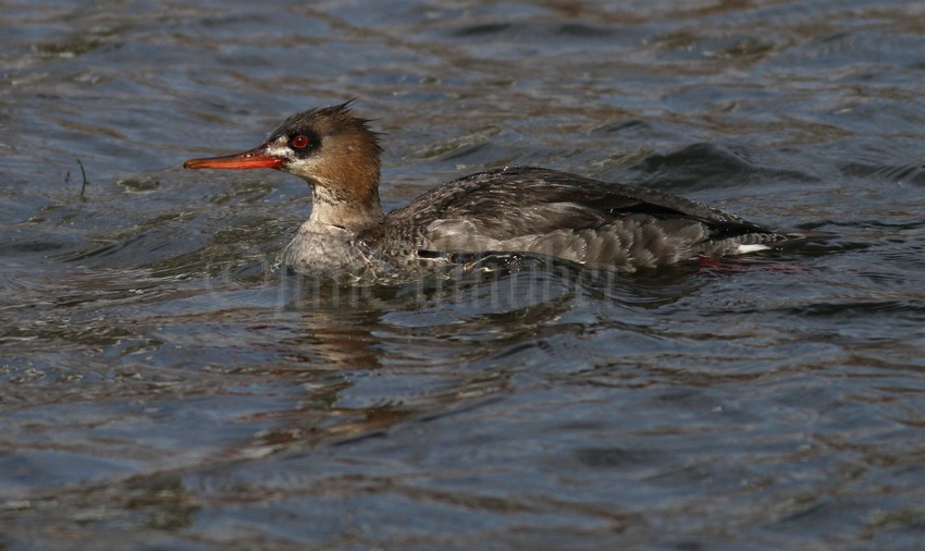 Red-breasted Merganser - female