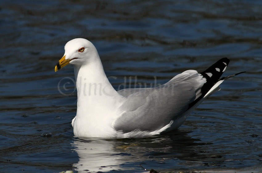 Ring-billed Gull