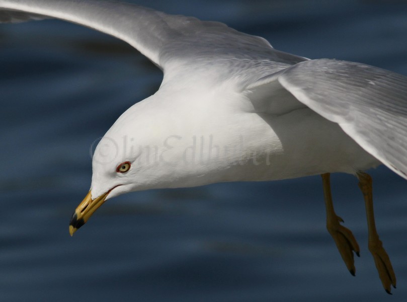 Ring-billed Gull