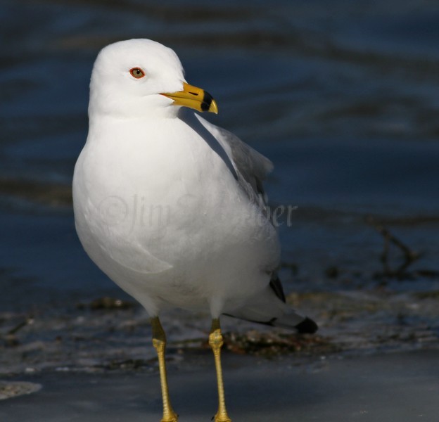 Ring-billed Gull