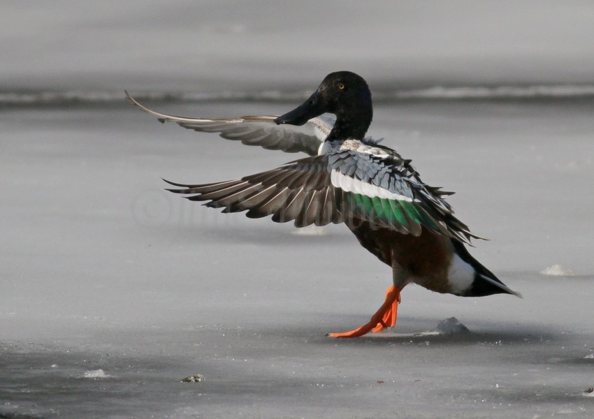 Northern Shoveler - Male