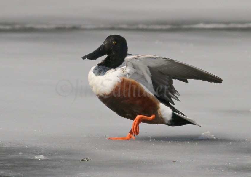 Northern Shoveler - Male