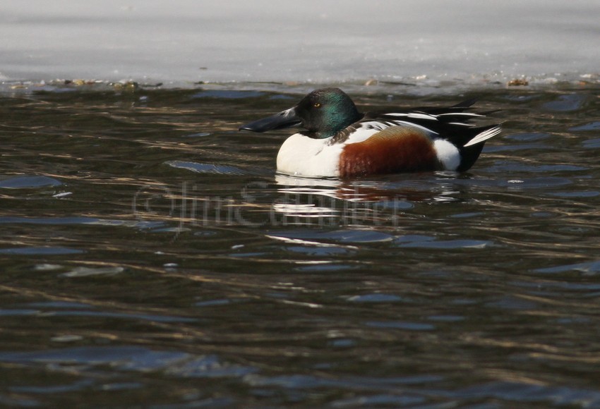 Northern Shoveler - Male