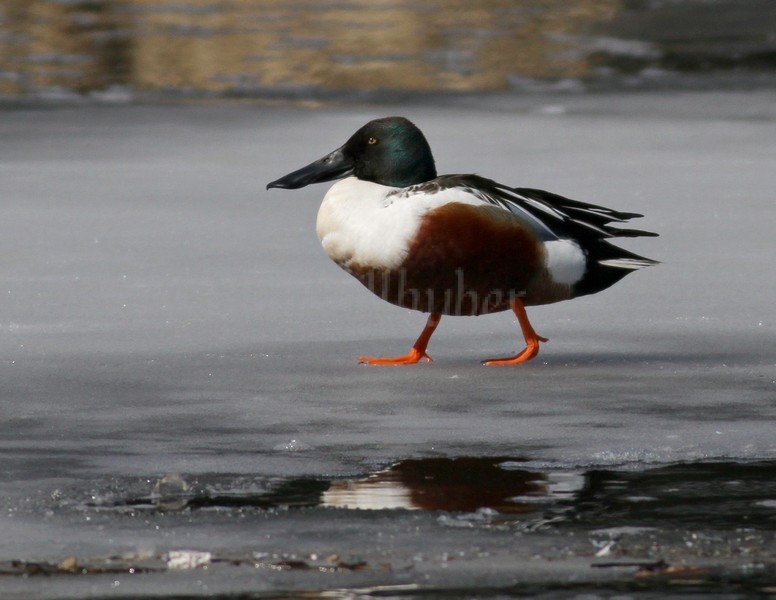 Northern Shoveler - Male