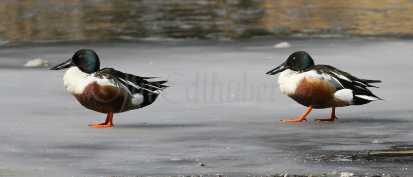 Northern Shovelers - Male