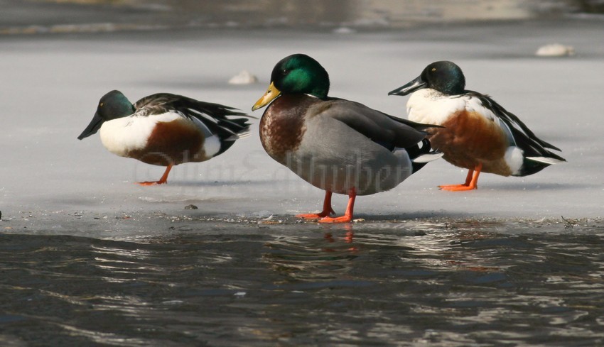 Northern Shovelers - male with a Mallard - male