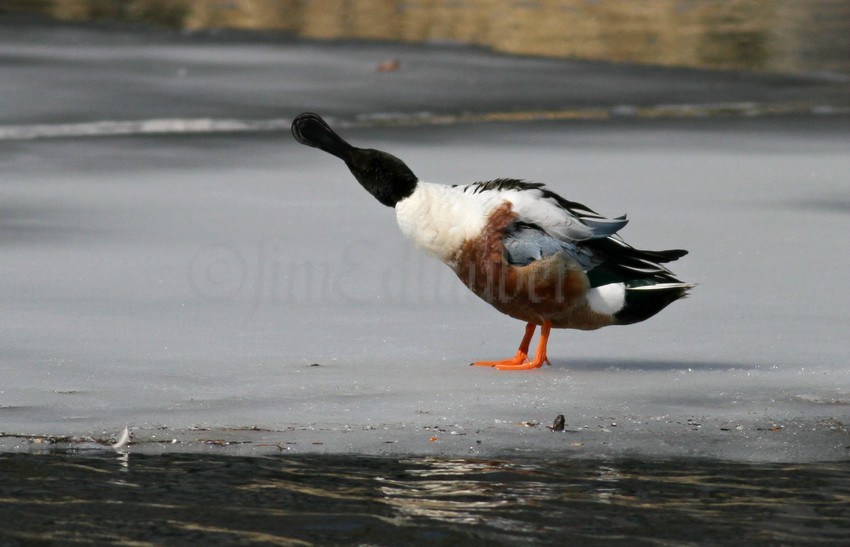 Northern Shoveler - Male