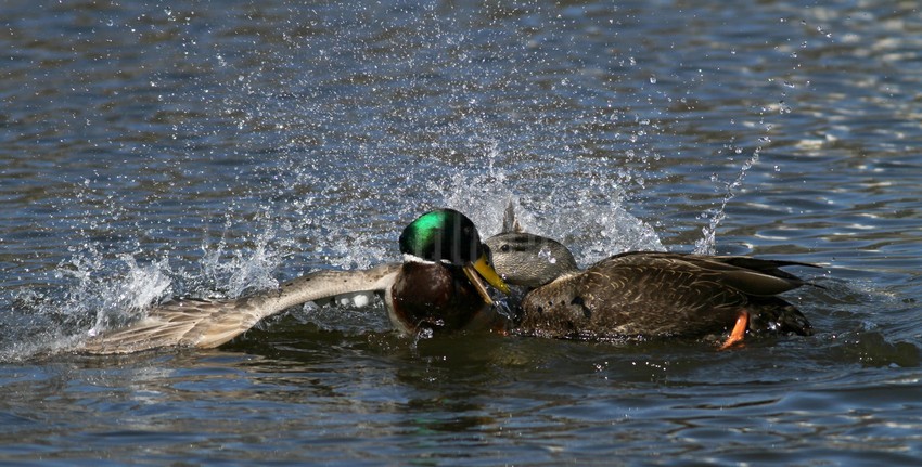 American Black Duck being chased by a Drake Mallard Duck