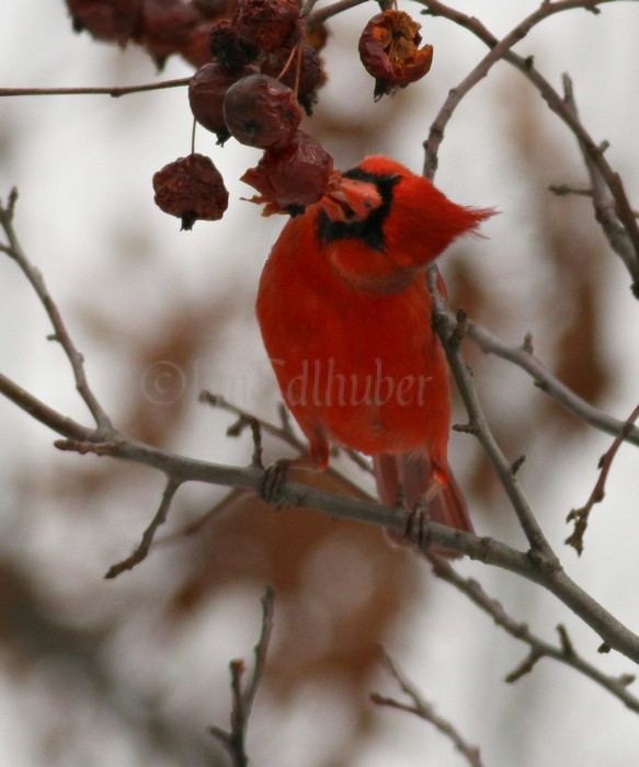 Cardinal - Male