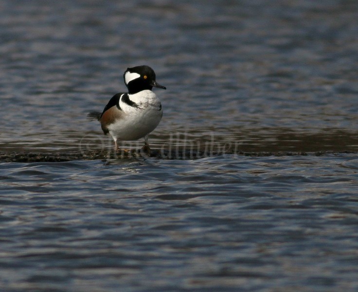 Hooded Merganser - M (crest down)