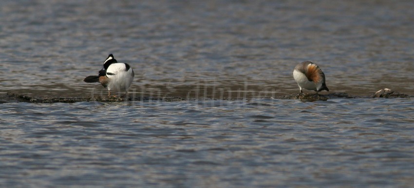 Hooded Merganser - M (crest down) - F, Both preening