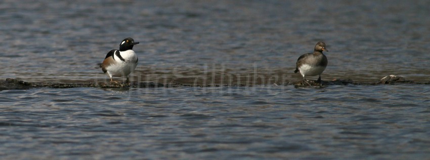 Hooded Merganser - M (crest down) - F