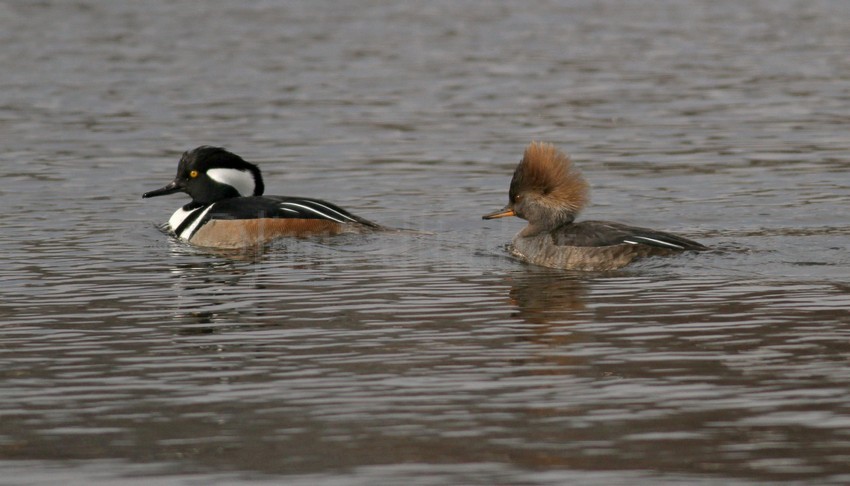 Hooded Merganser - M (crest down) - F