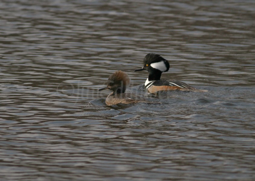 Hooded Merganser - M (crest down) - F