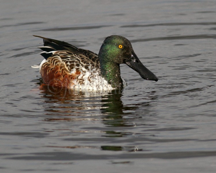 Northern Shoveler - Male - Horicon Marsh, November, 2011