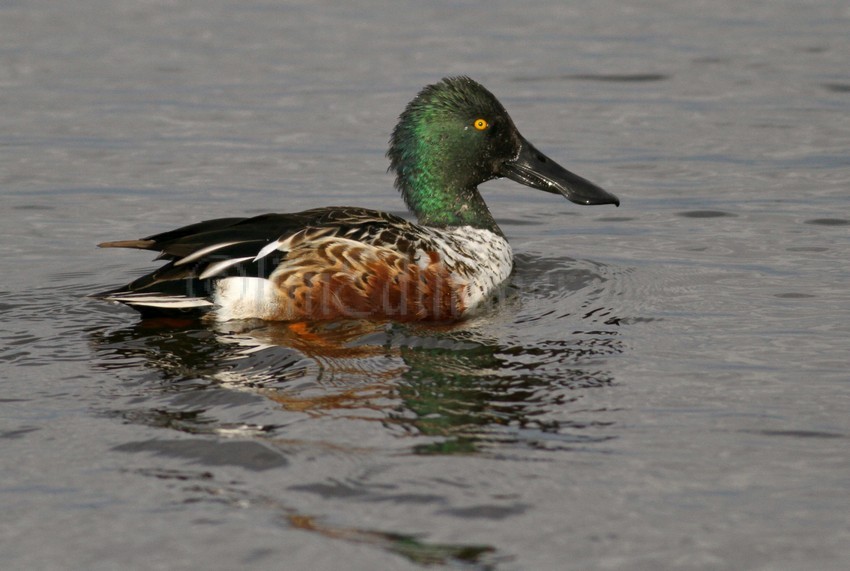 Northern Shoveler - Male - Horicon Marsh, November, 2011