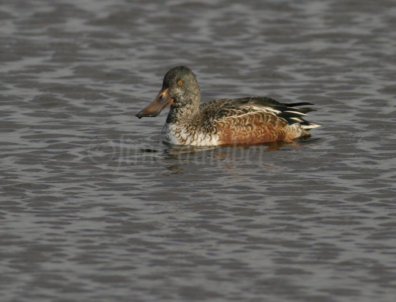 Northern Shoveler - Female - Horicon Marsh, November, 2011