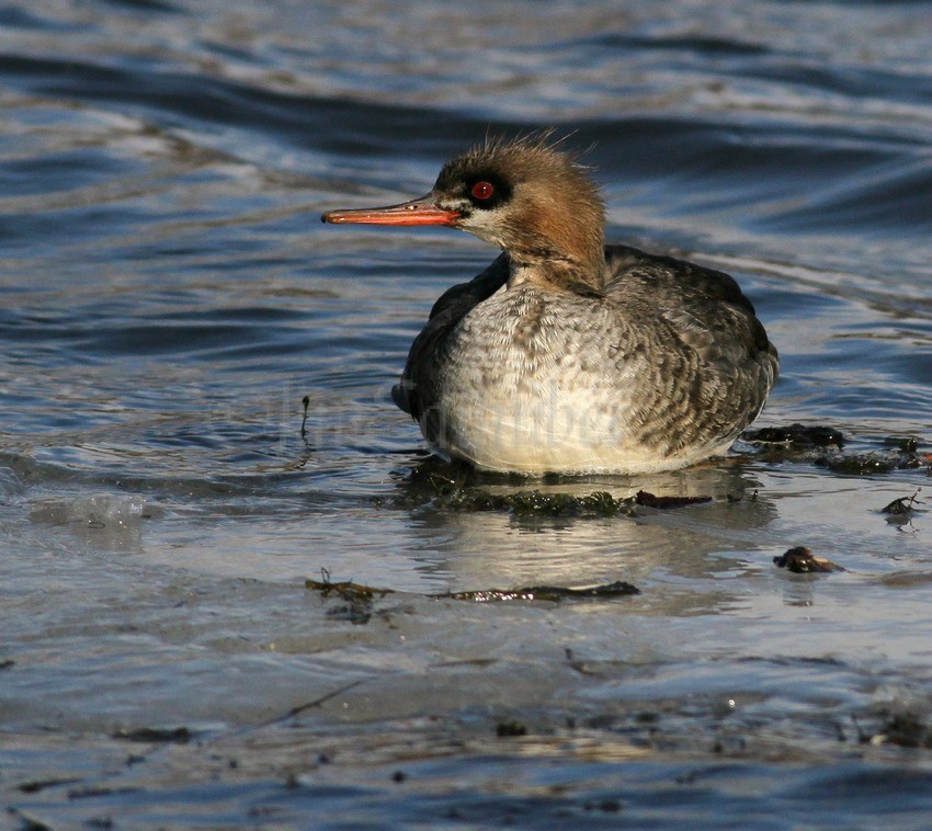 Red-breasted Merganser - Female