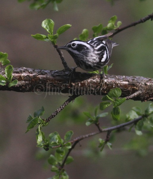 Black-and-white Warbler at Wehr Nature Center May 13, 2011