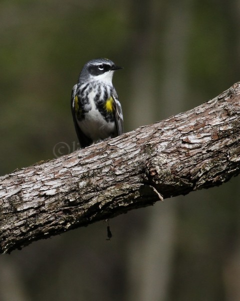 Yellow-rumped Warbler - image taken in SE Wisconsin pre-2014