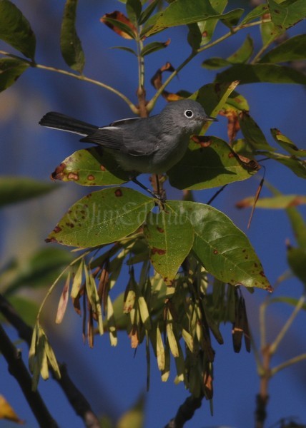 Blue-gray Gnatcatcher May 15, 2012