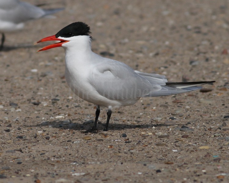 Caspian Tern - Racine North Beach April 30, 2013