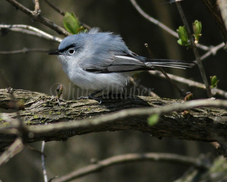 Blue-gray Gnatcatcher May 13, 2013