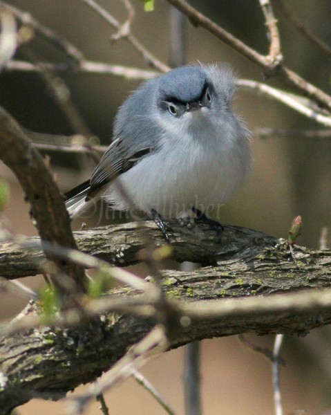 Blue-gray Gnatcatcher May 13, 2013