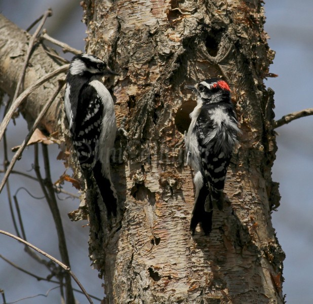 Pair of Downy Woodpeckers - the male (r), female (l) looking at the nest hole.