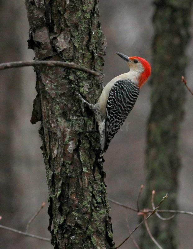 Red-bellied Woodpecker