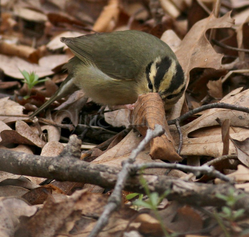 Looking for larvae (worms), leg holding leaf