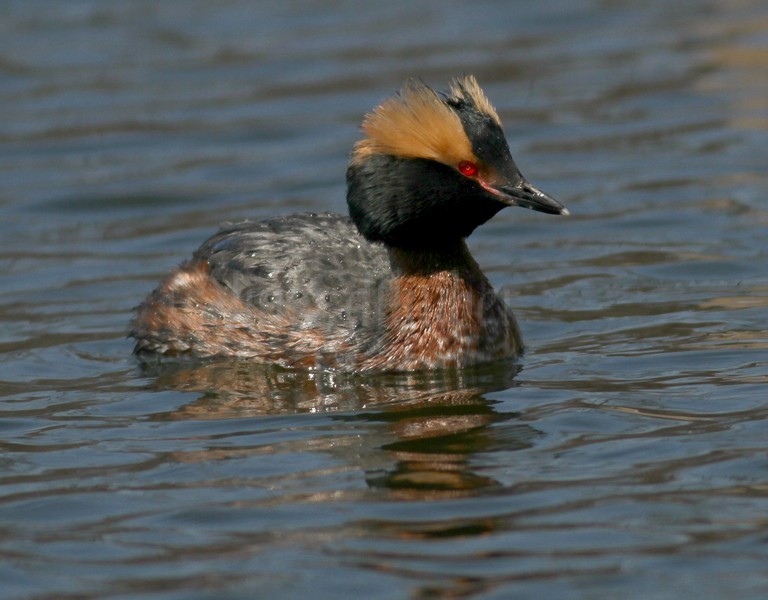 Horned Grebe
