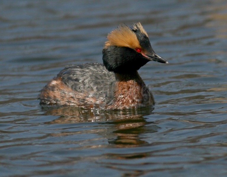 Horned Grebe 