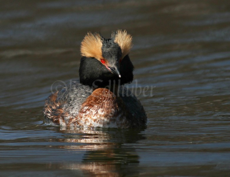 Horned Grebe